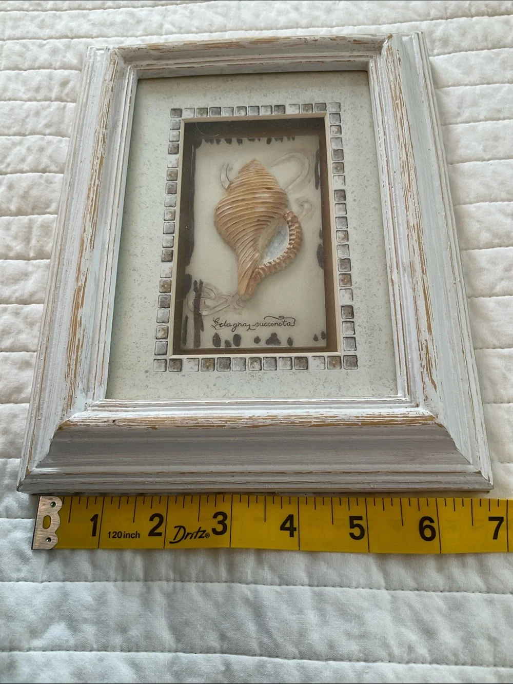 Vintage 2004 Charlene Audrey “Gelagna Succincta” Coastal Shadowbox Wall Art
